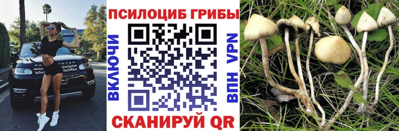Псилоцибиновые грибы мицелий  Чекалин 
